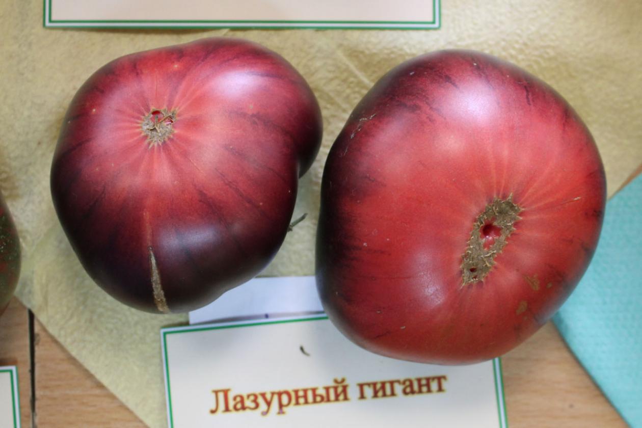Томат Лазурный гигант 4