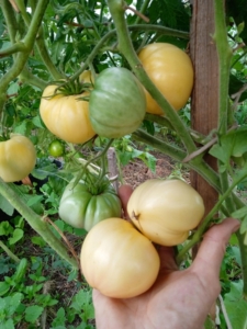 Томат Лебединая песня