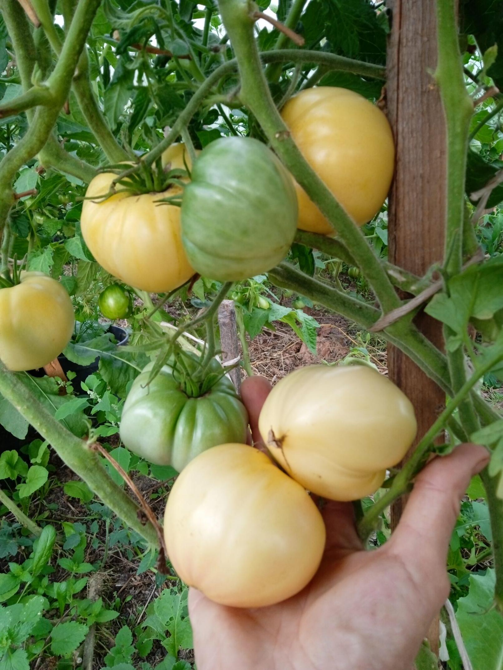 Томат Лебединая песня