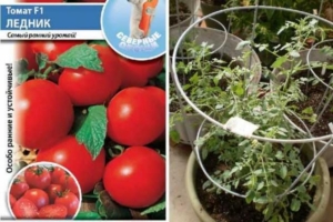 Томат Ледник