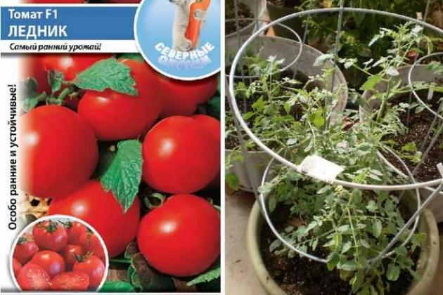 Томат Ледник