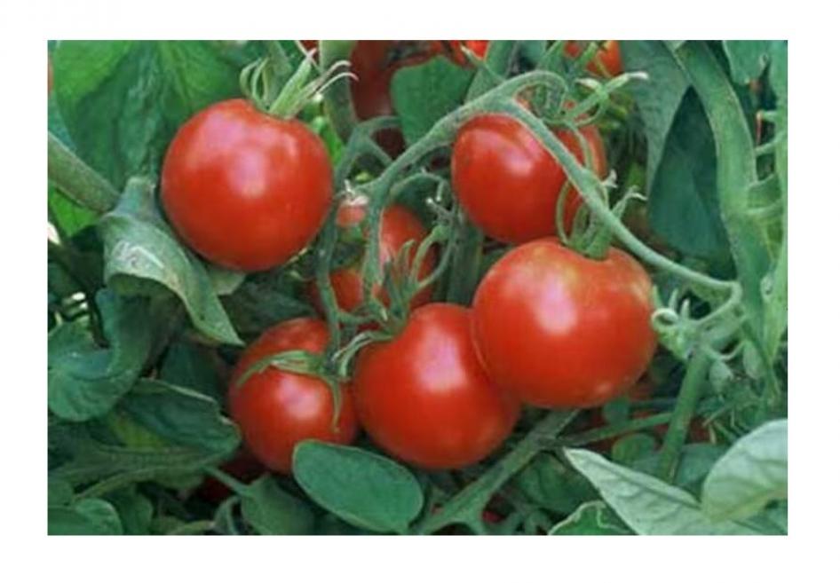 Томат Ледник 2