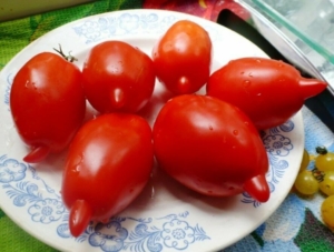 Томат Легенда мультифлора