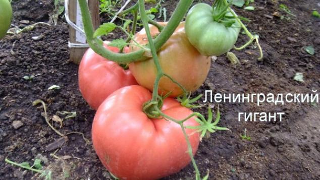 Томат Ленинградский гигант 2