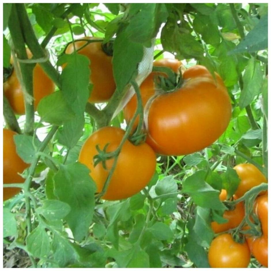 Томат Летний абрикос 3