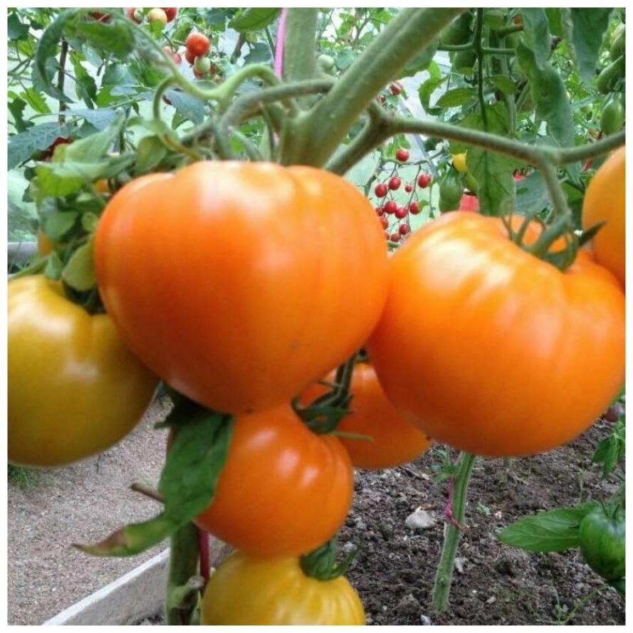 Томат Летний абрикос 4