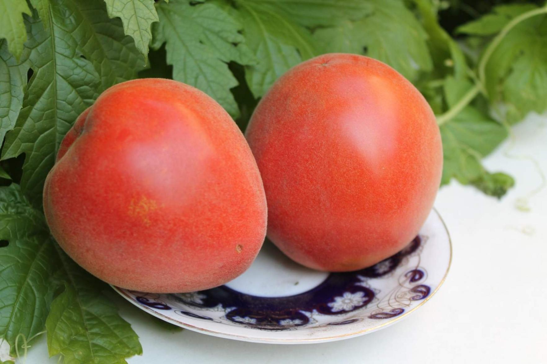 Томат Летний абрикос 5