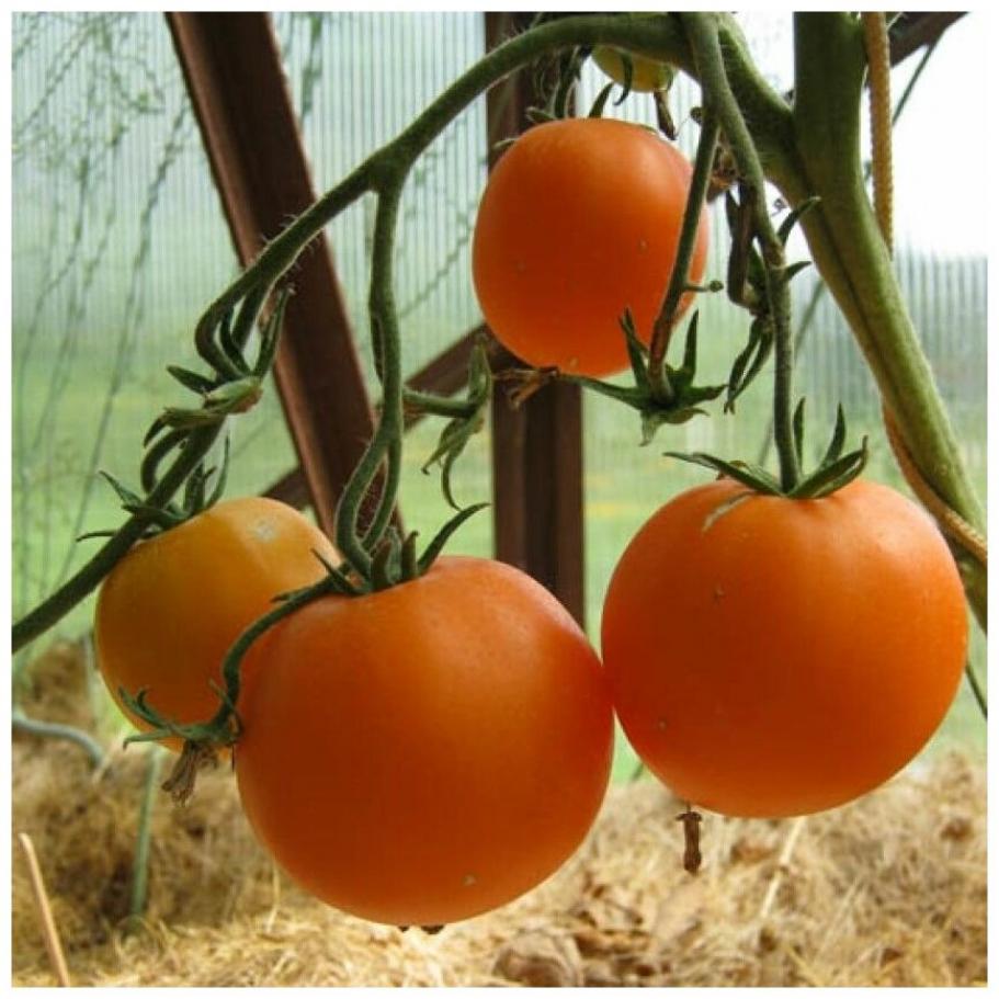 Томат Летний абрикос