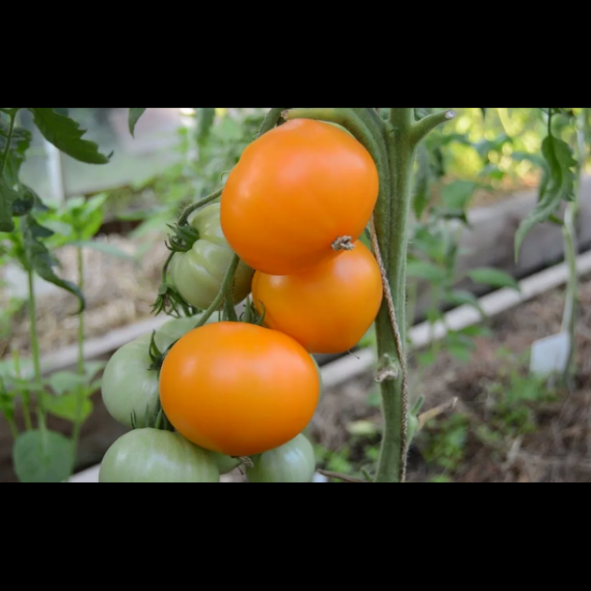 Томат Летний абрикос 2