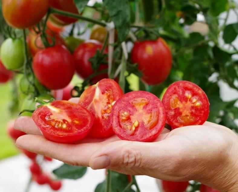 Томат Летний бал 2