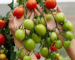 Томат Летний бал