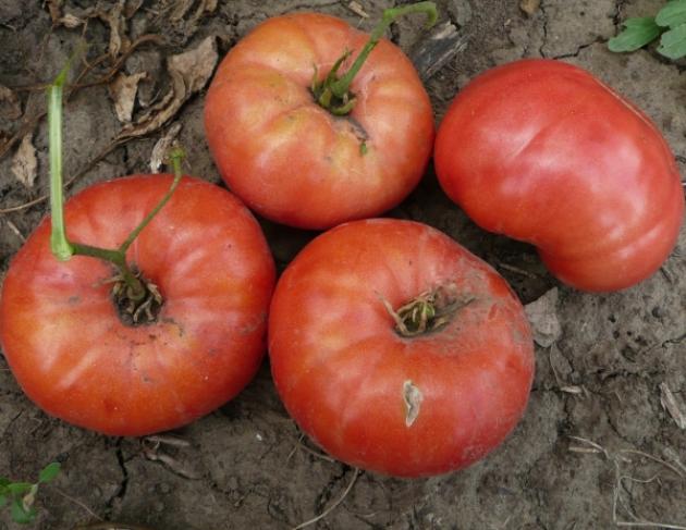 Томат Ливанские Горы 3