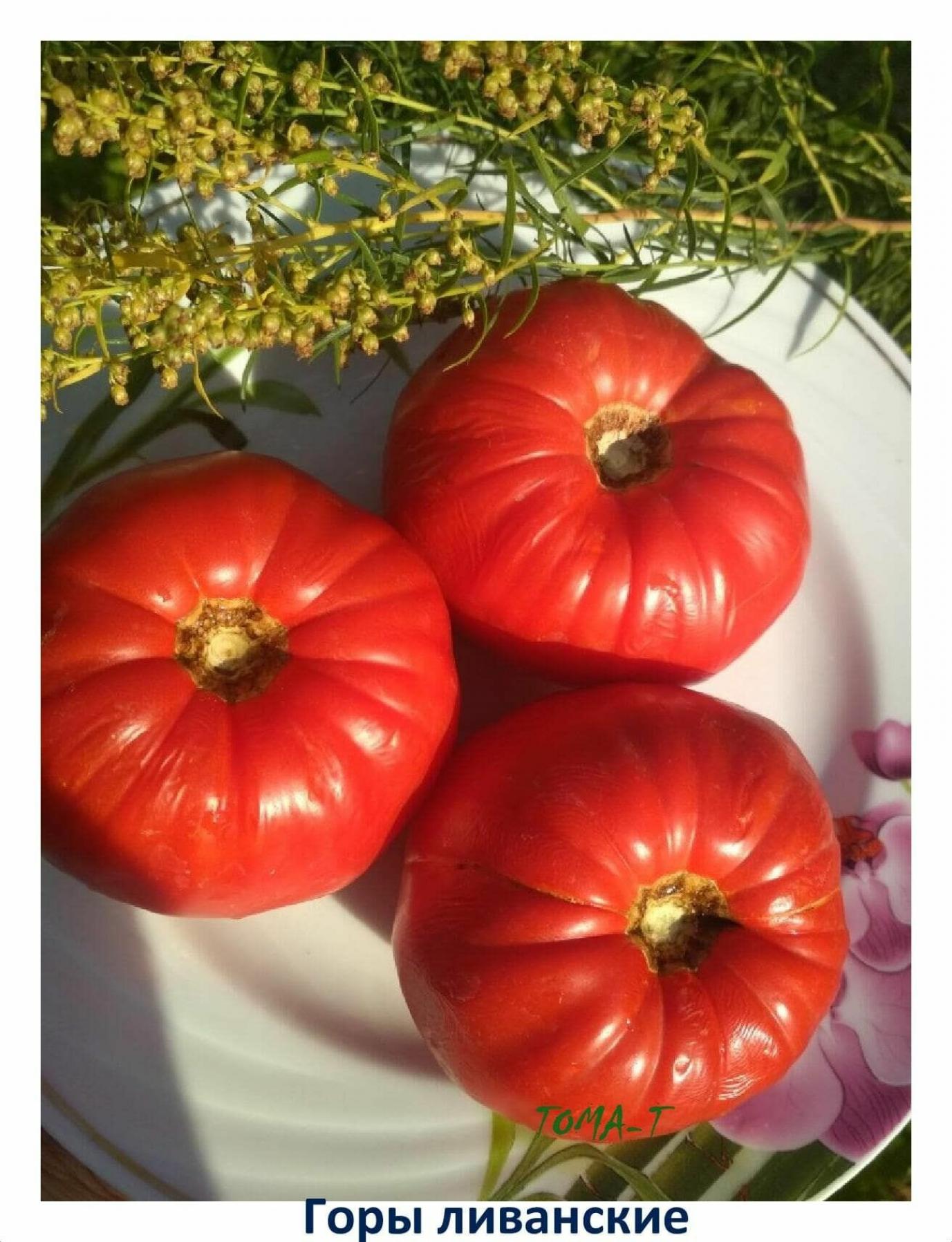 Томат Ливанские Горы