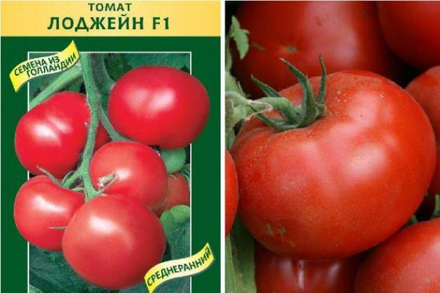 Томат Лоджейн 2