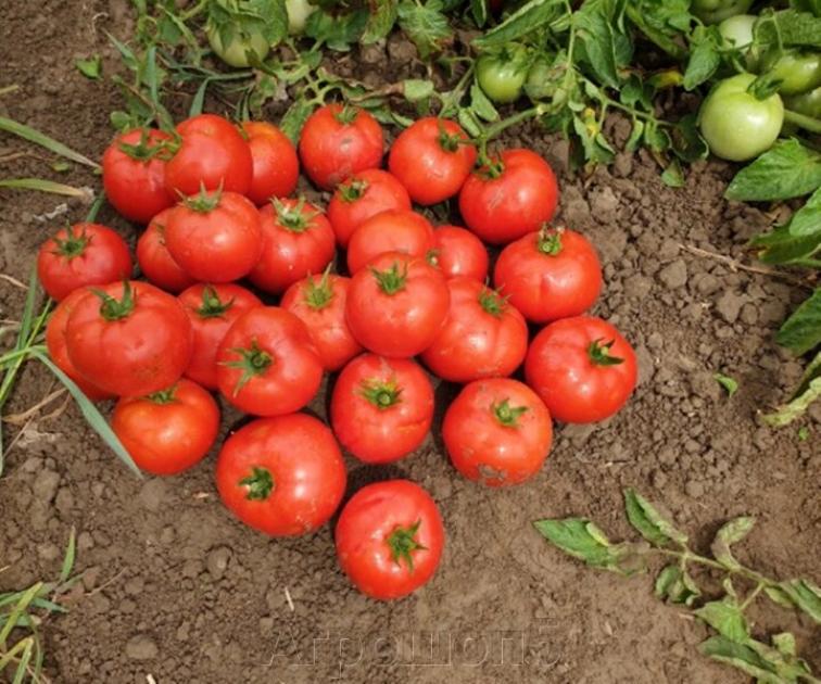 Томат Лоджейн 4