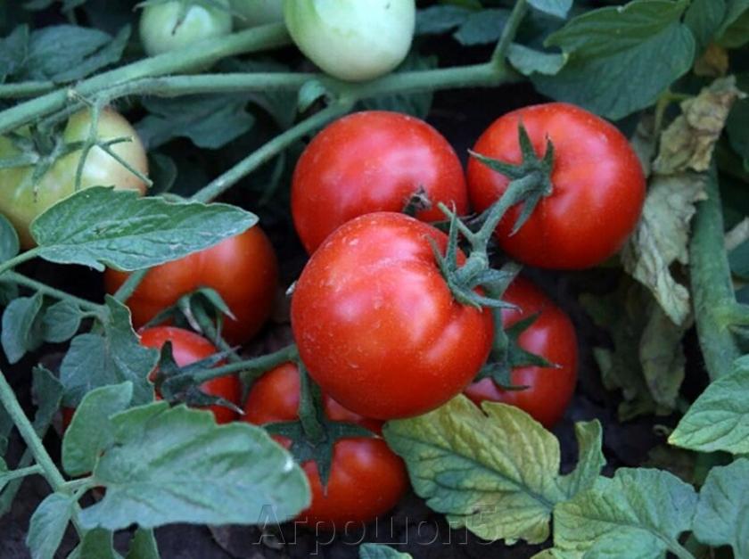 Томат Лоджейн 5