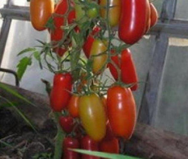 Томат Локомотив