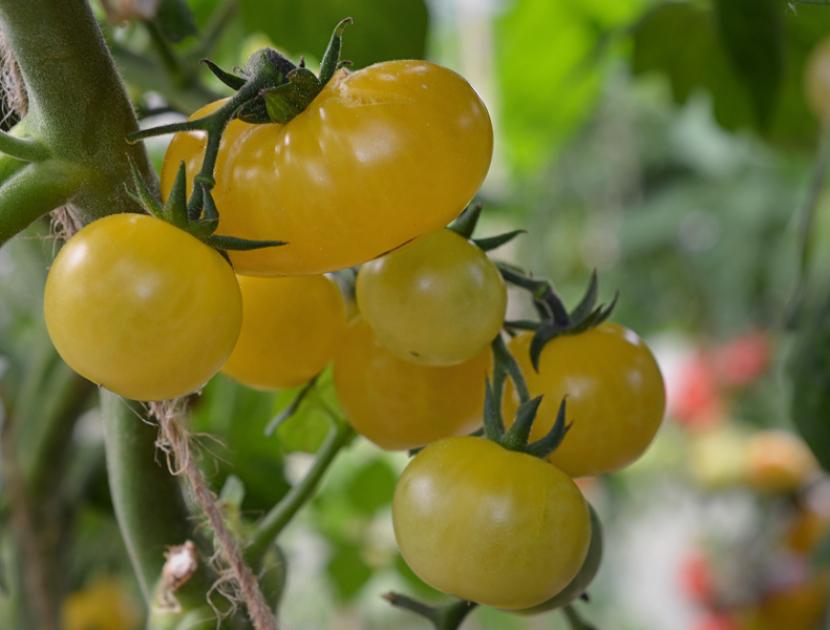 Томат Ломтик дыни 2