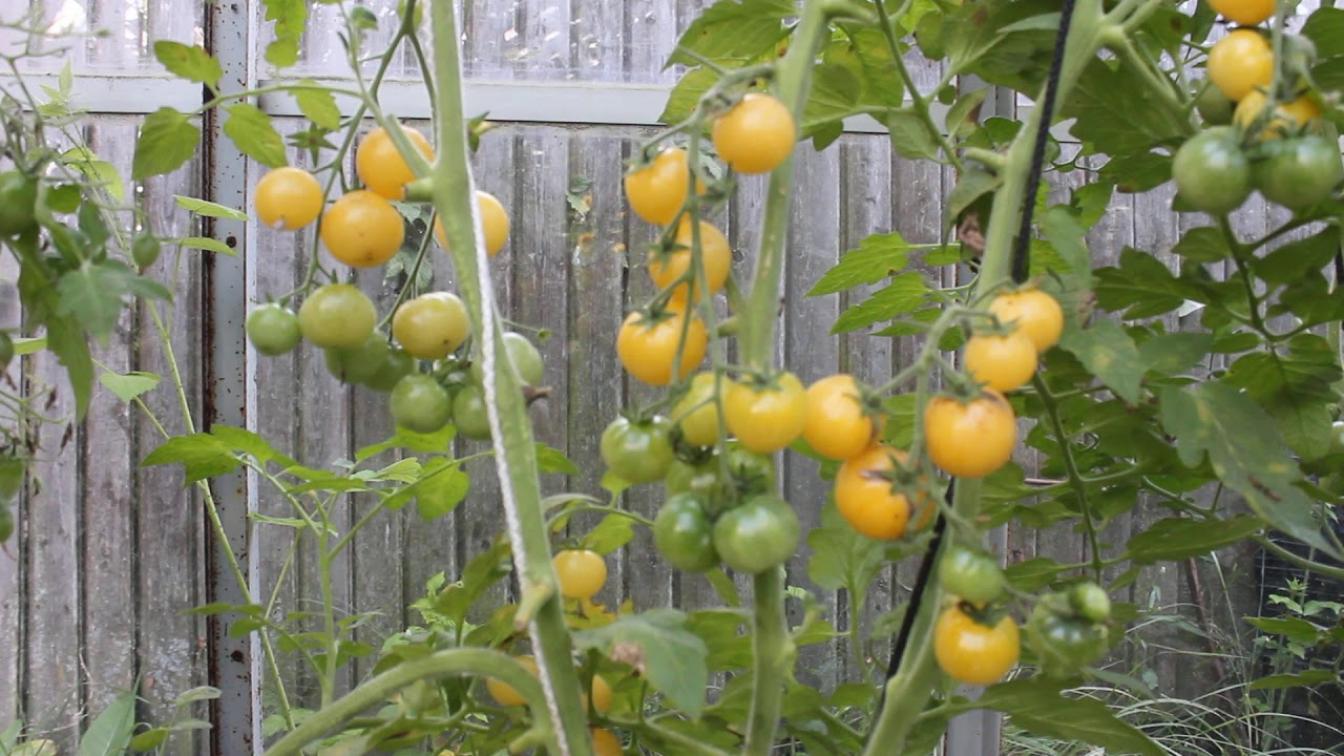 Томат Ломтик дыни