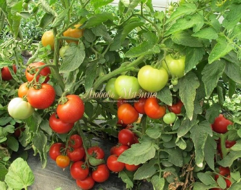 Томат Ловкий 2