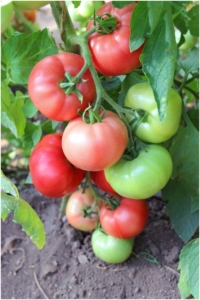 Томат Ловкий