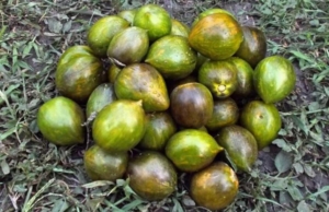 Томат Лунный камень