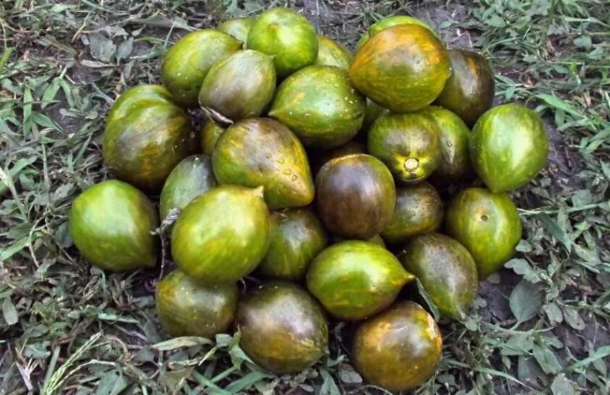 Томат Лунный камень