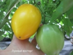 Вопрос про Томат Лунный восторг