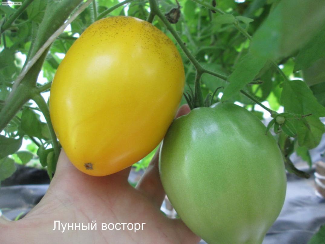 Томат Лунный восторг