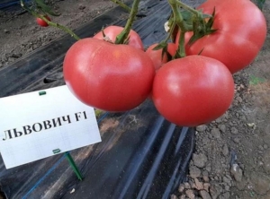 Томат Львович