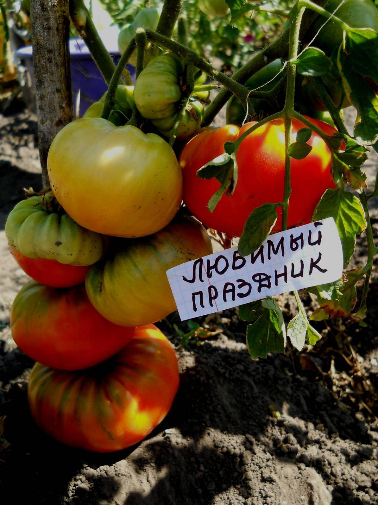 Томат Любимый праздник 3