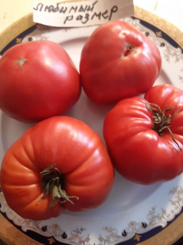 Томат Любимый размер 2
