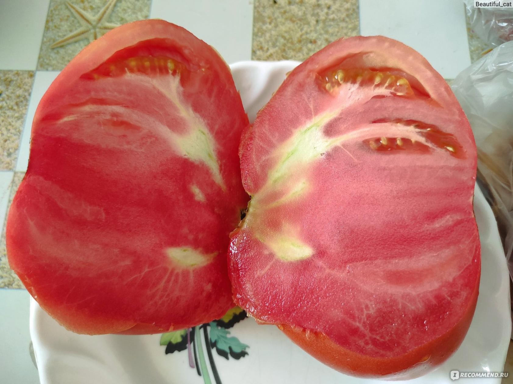 Томат Любимый размер 3