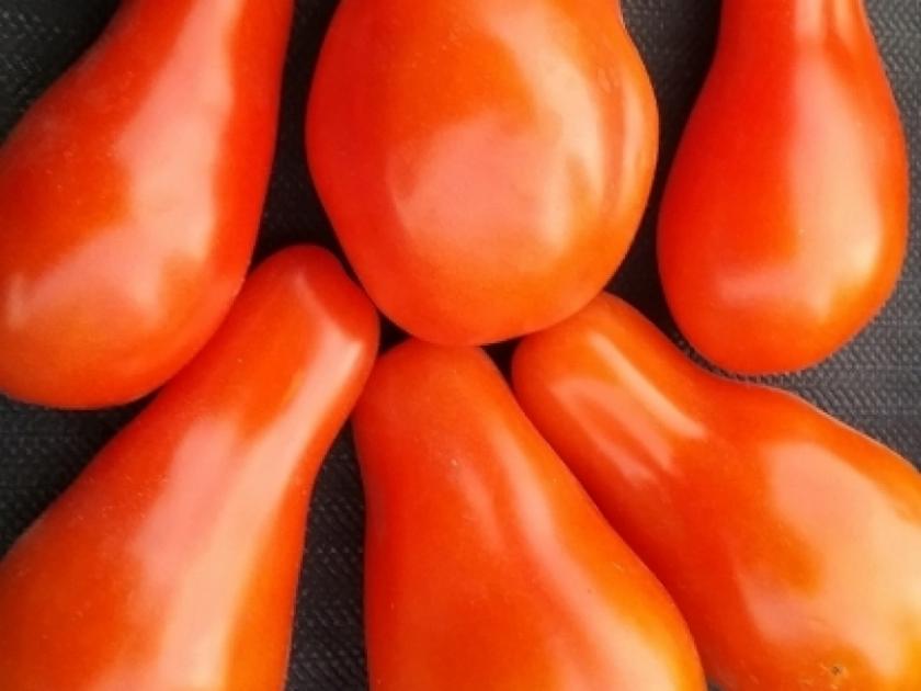 Томат Людовик 17 2