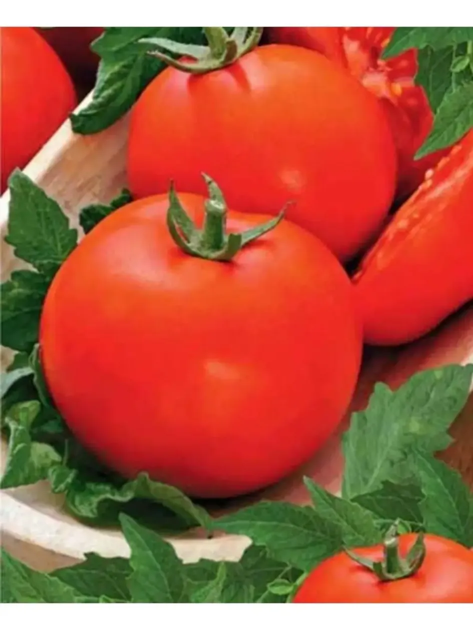 Томат Мадам Клико 2