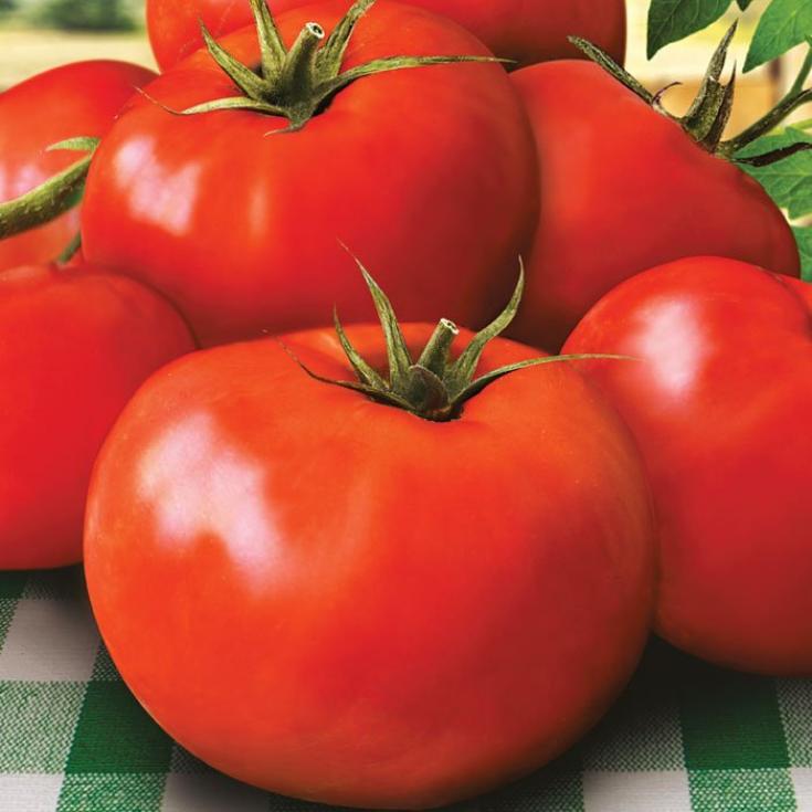 Томат Магнат 2