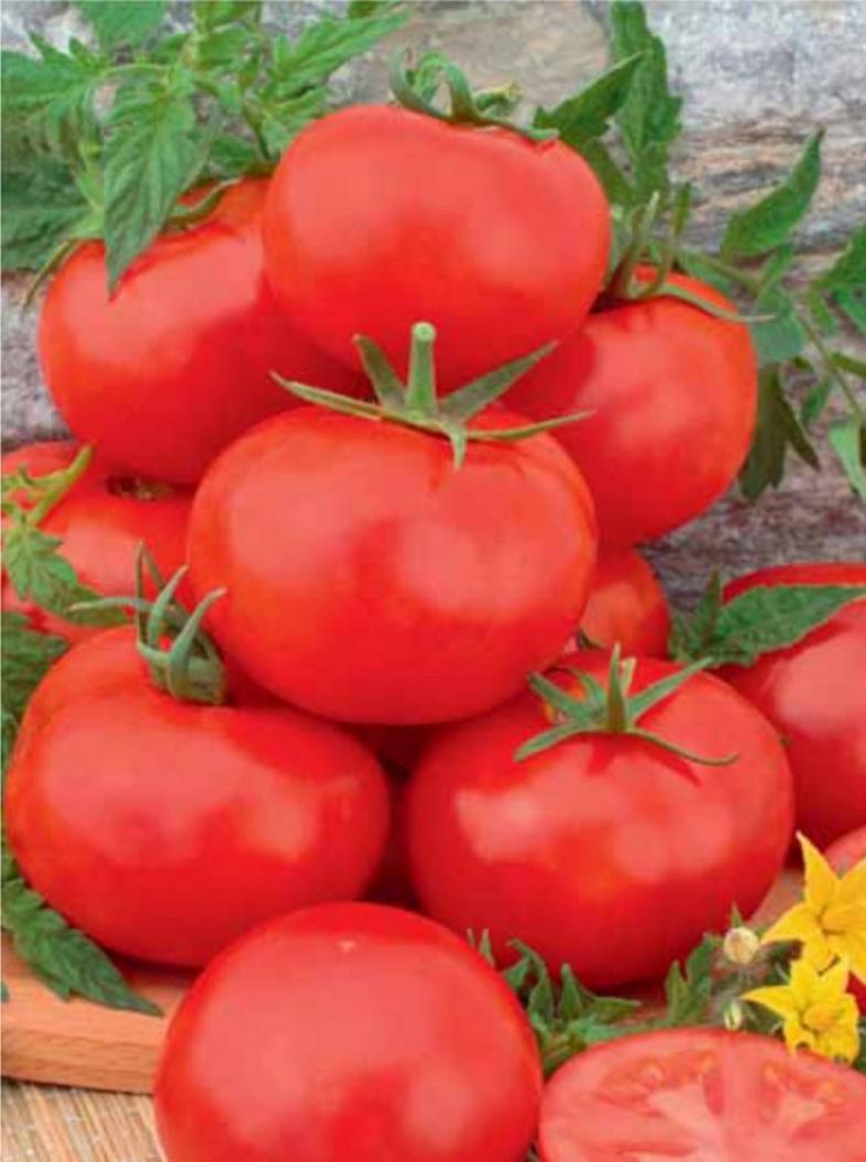 Томат Магнат 3