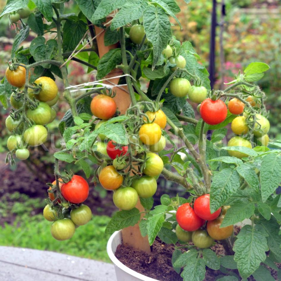 Томат Маковая росинка 2