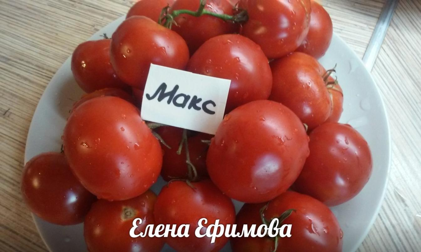 Томат Макс