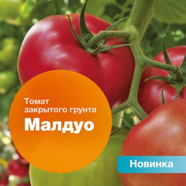 Томат Малдуо 2
