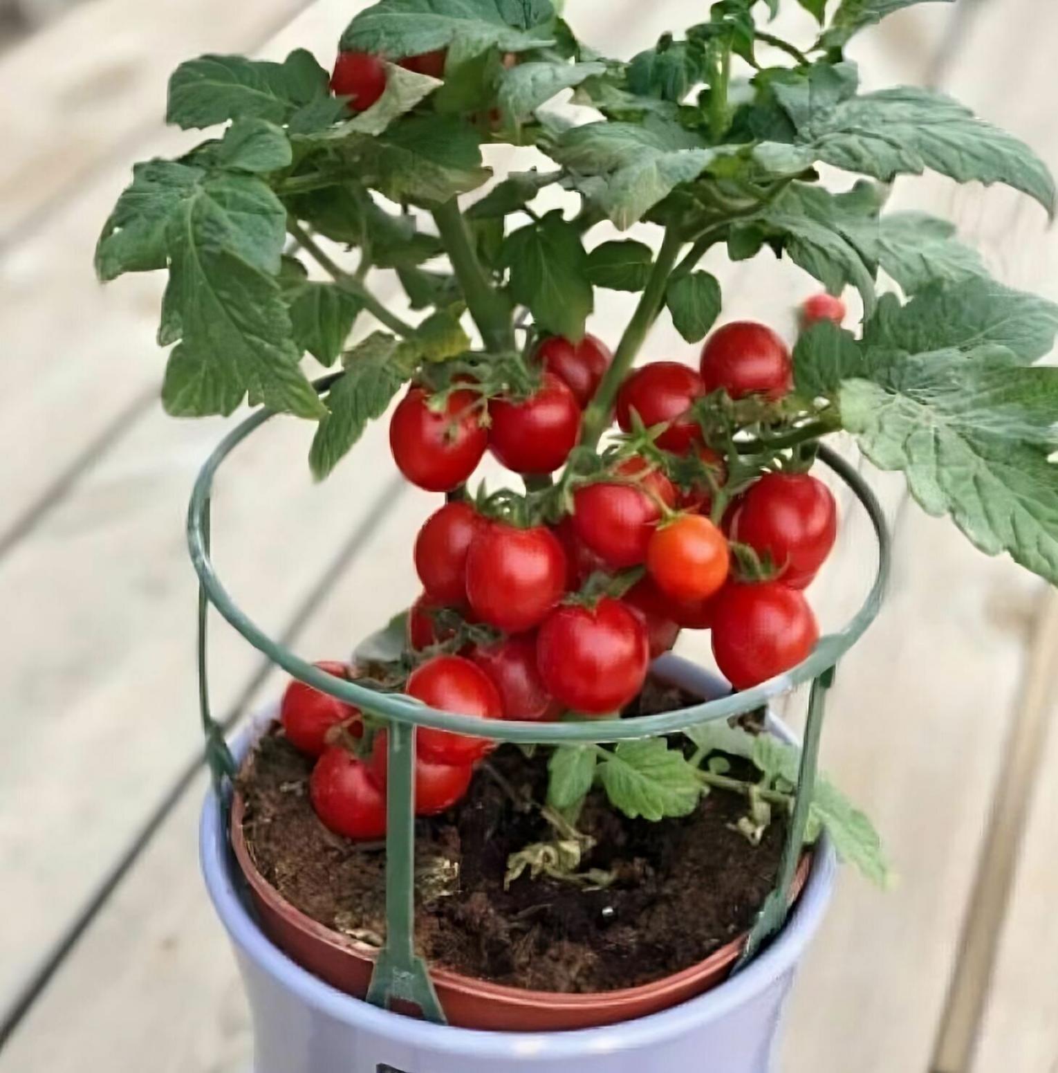 Томат Маленькая Звезда 2