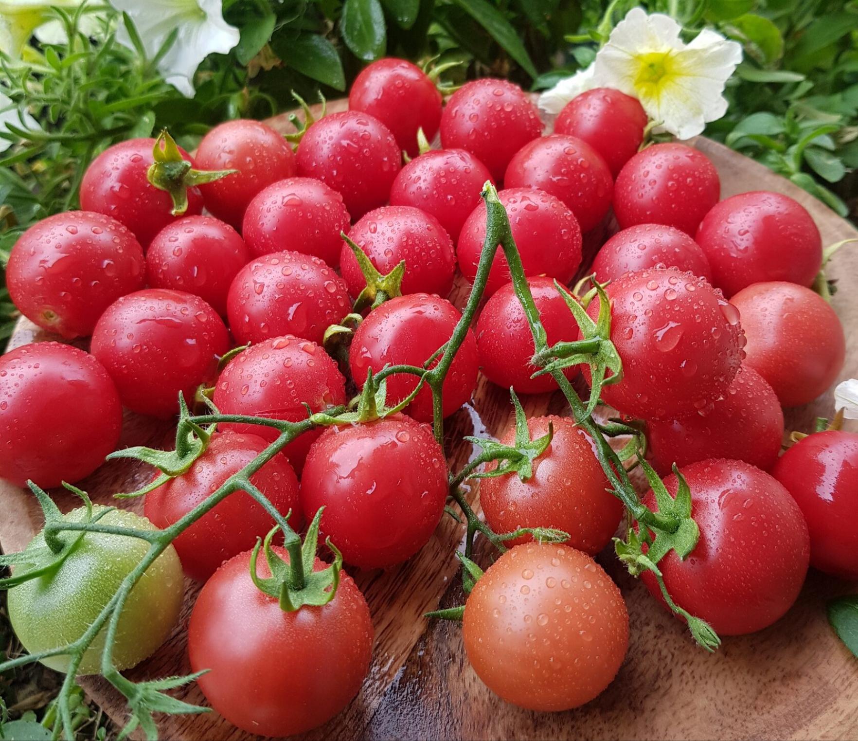 Томат Малина Трестон 2