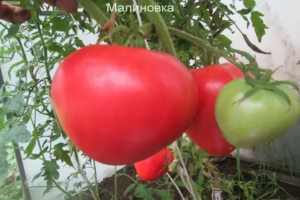 Томат Малиновка