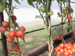 Томат Малиновое мамино сердце