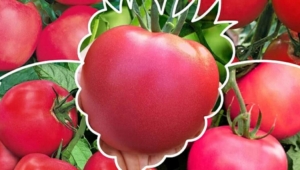 Томат Малиновое вино