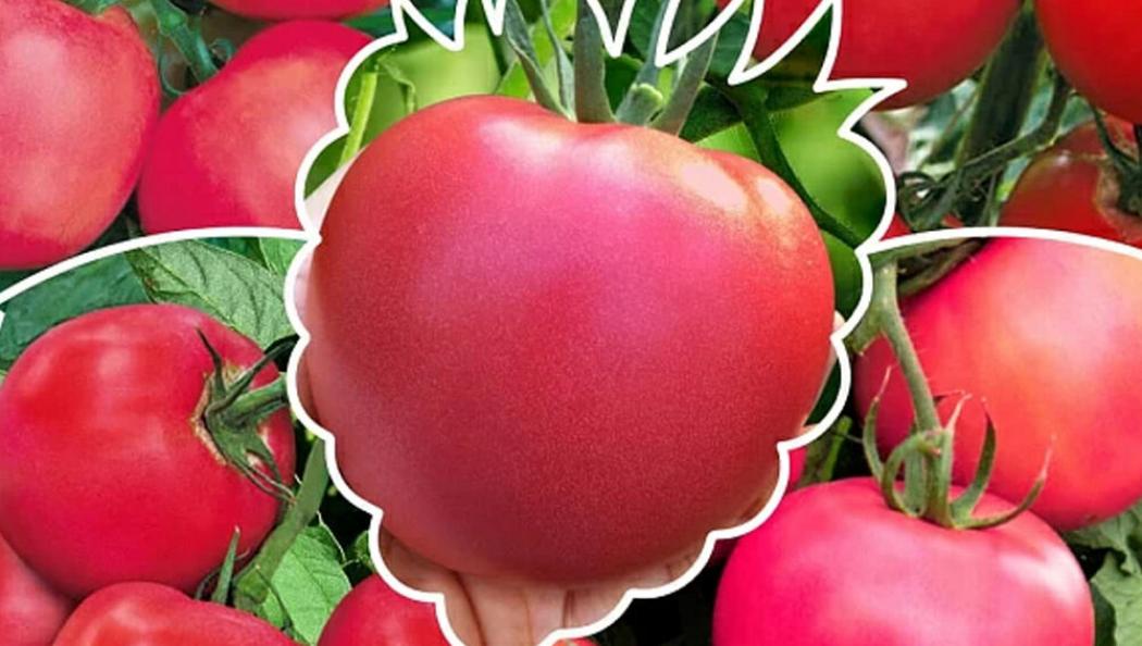 Томат Малиновое вино