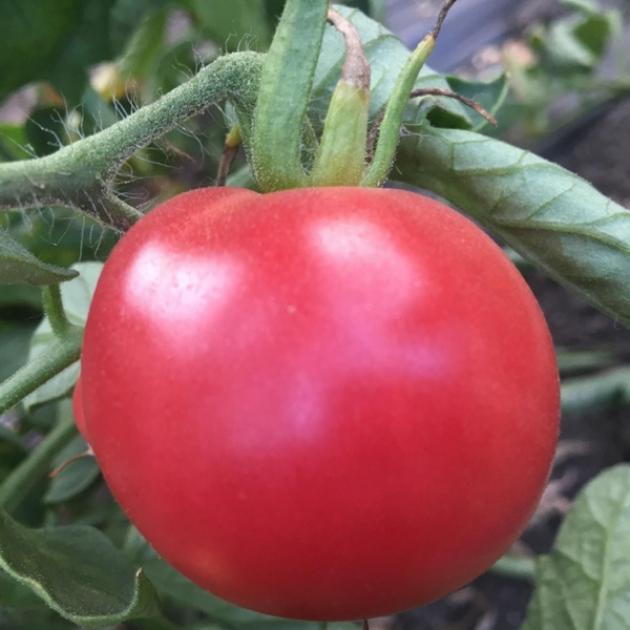 Томат Малиновый богатырь 2