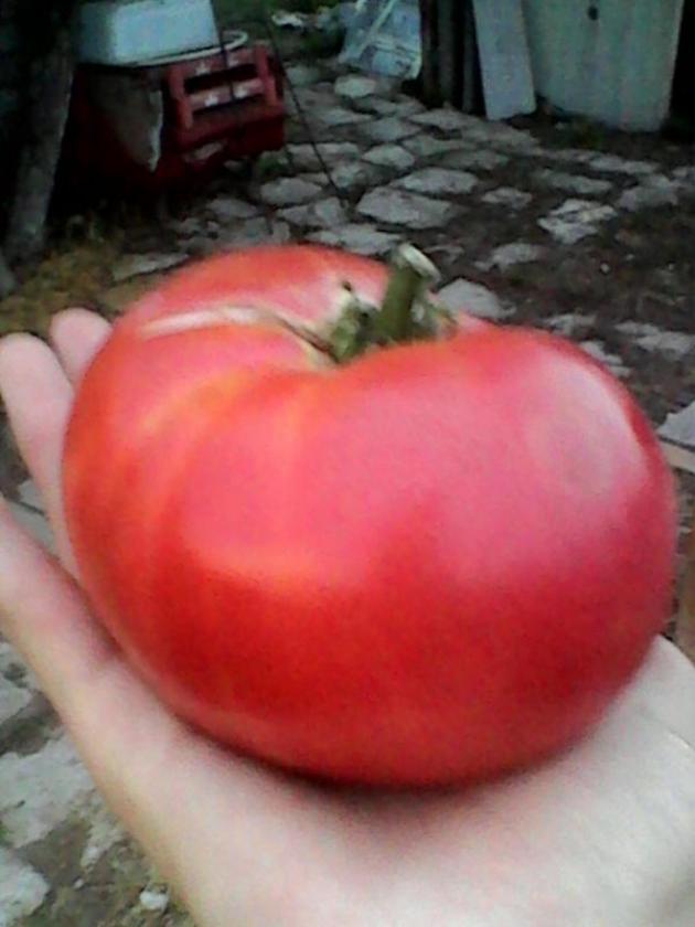 Томат Малиновый богатырь 3