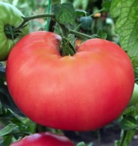 Томат Малиновый богатырь
