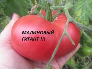 Томат Малиновый гигант